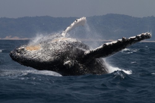 Off Shore Whale Watching