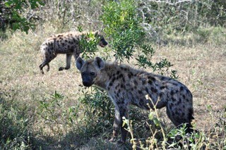 Hyena seen on a Big 5 Safari Tour